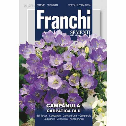 Dzwonek karpacki (Campanula) Blue Morami interface.image 1 interface.art 87306