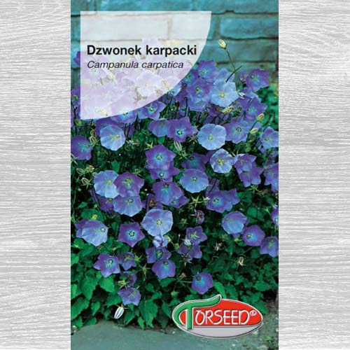 Dzwonek karpacki niebieski interface.art zdjęcie 1 Dzwonek karpacki niebieski interface.image 1 interface.art 77529