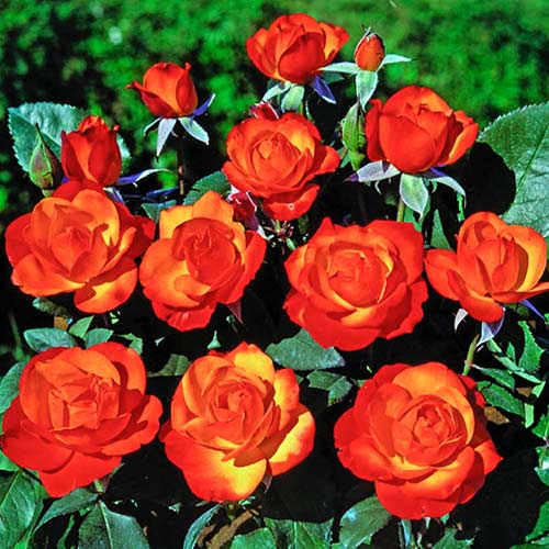 Róża pnąca Tempi Moderni®, C5 interface.image 1 interface.art 5492