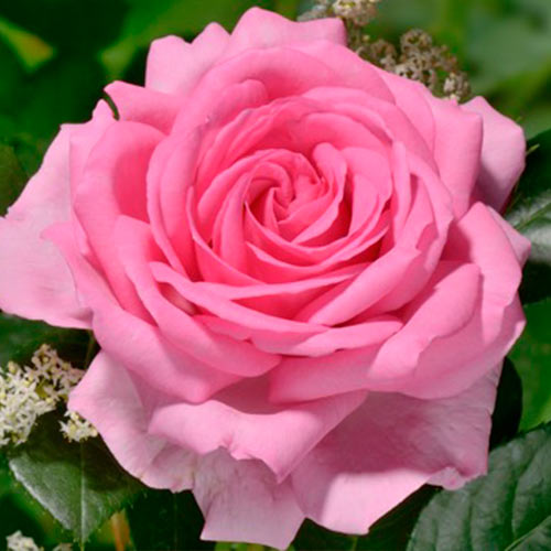 Róża wielkokwiatowa Ghitta interface.image 1 interface.art 3662