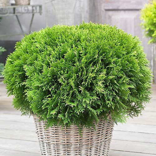 Żywotnik zachodni (Thuja) Danica, Р9 interface.art zdjęcie 1 Żywotnik zachodni (Thuja) Danica, Р9 interface.image 1 interface.art 9466