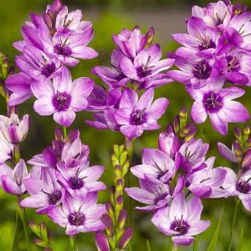 Iksja Panorama interface.image 1 interface.art 67223