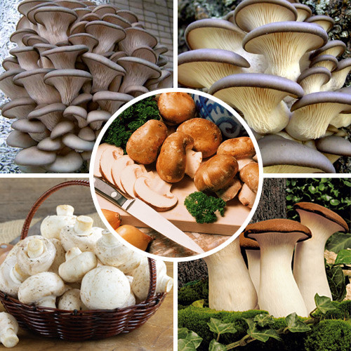 Super Oferta! Zestaw Grzybów domowych 5 opakowań interface.image 1 interface.art 9745