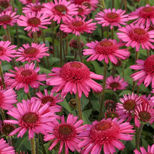 Echinacea Delicious Candy, С2 interface.image 1 interface.art 7769
