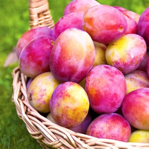 Śliwa Viktoria interface.image 1 interface.art 7444