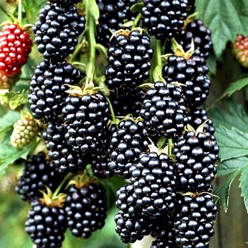 Jeżyna bezkolcowa Thornfree interface.image 1 interface.art 4929