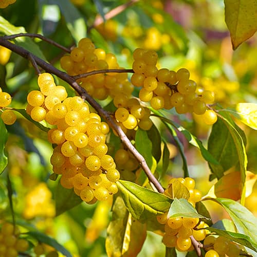 Elaeagnus umbellata Pointilla Fortunella®, С2 interface.art zdjęcie 1 Elaeagnus umbellata Pointilla Fortunella®, С2 interface.image 1 interface.art 7770