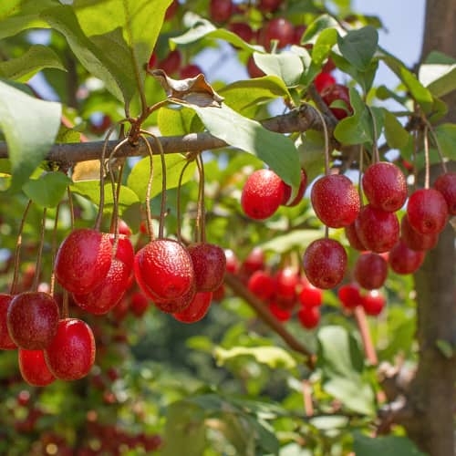 Elaeagnus umbellata Pointilla Sweet'N'Sour®, С2 interface.art zdjęcie 1 Elaeagnus umbellata Pointilla Sweet'N'Sour®, С2 interface.image 1 interface.art 7771