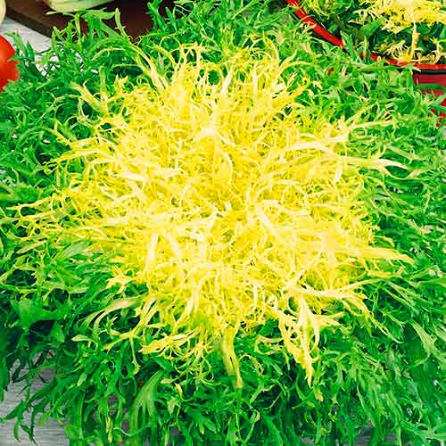 Endywia Avantgarde Kiepenkerl interface.image 1 interface.art 96611