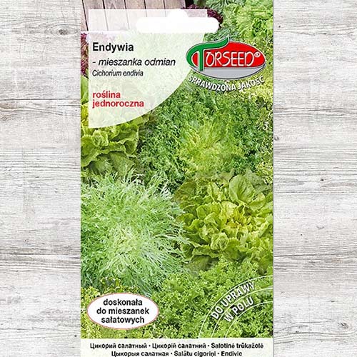 Endywia, mieszanka odmian interface.image 1 interface.art 86932