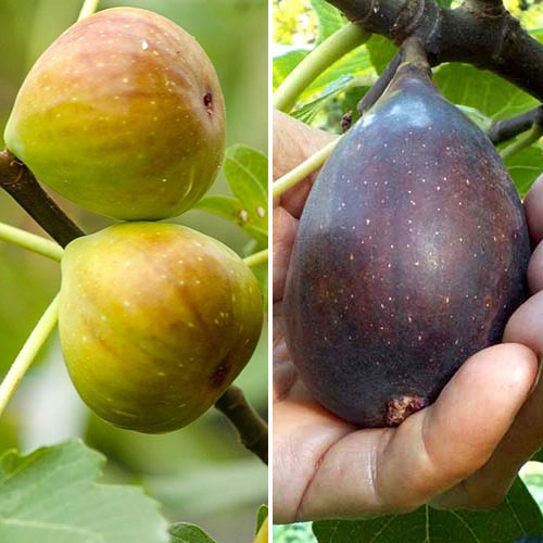 Super oferta! Zestaw Figowców, zestaw 2 sadzonek interface.image 1 interface.art 5186