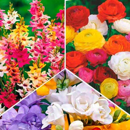 Super oferta! Zestaw Frezja Double, Iksja, Jaskier, mix kolorow interface.image 1 interface.art 67045