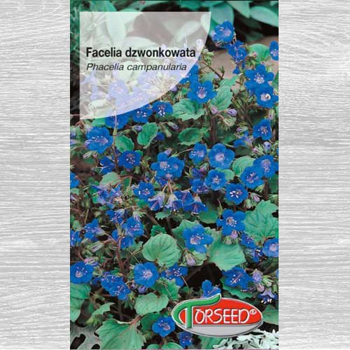 Facelia dzwonkowata interface.art zdjęcie 1 Facelia dzwonkowata interface.image 1 interface.art 77533
