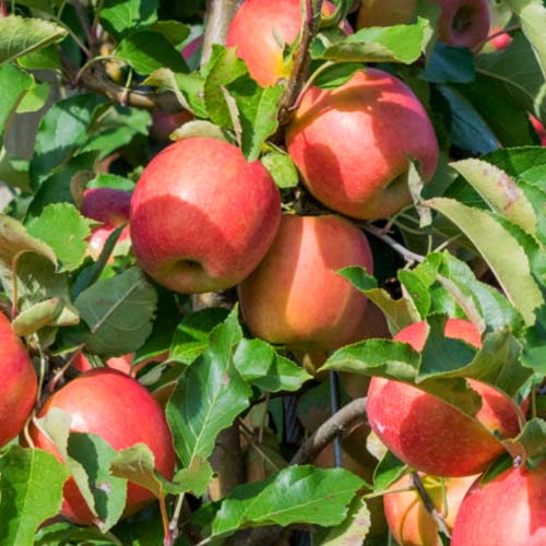 Jabłoń Tramin interface.art zdjęcie 1 Jabłoń Tramin interface.image 1 interface.art 4854