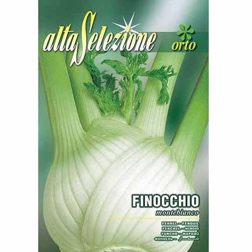 Fenkuł Montebianco Morami interface.image 1 interface.art 96386