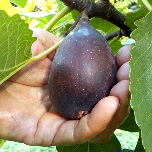 Figowiec Black Mission, С2 interface.image 1 interface.art 6928