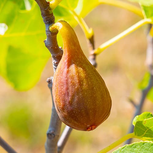 Figowiec Francesco, С2 interface.image 1 interface.art 5454