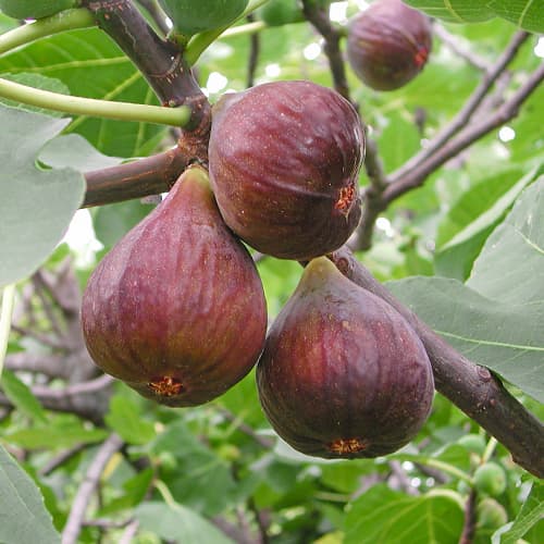 Figowiec Morena, С2 interface.image 1 interface.art 5455