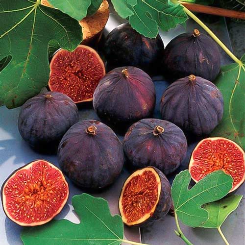 Figowiec pospolity Krymski interface.image 1 interface.art 9274