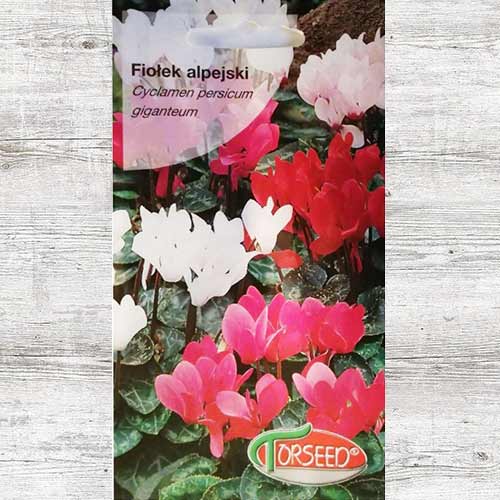 Fiołek alpejski (Cyklamen), mieszanka interface.image 1 interface.art 87041
