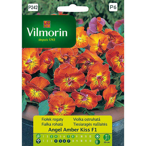 Fiołek rogaty Angel Amber Kiss F1 Vilmorin interface.art zdjęcie 1 Fiołek rogaty Angel Amber Kiss F1 Vilmorin interface.image 1 interface.art 86634