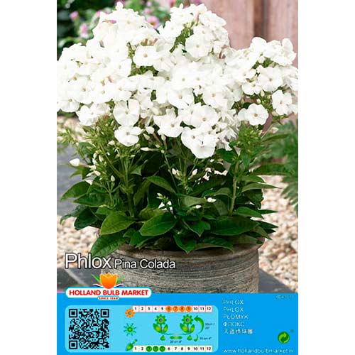 Floks (Płomyk) Pina Colada interface.image 1 interface.art 76492