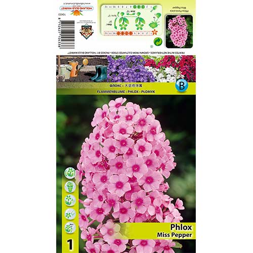 Floks wiechowaty (Płomyk) Miss Pepper interface.image 1 interface.art 70446