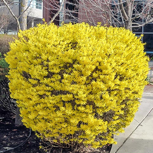 Forsycja Goldrausch interface.image 1 interface.art 9183