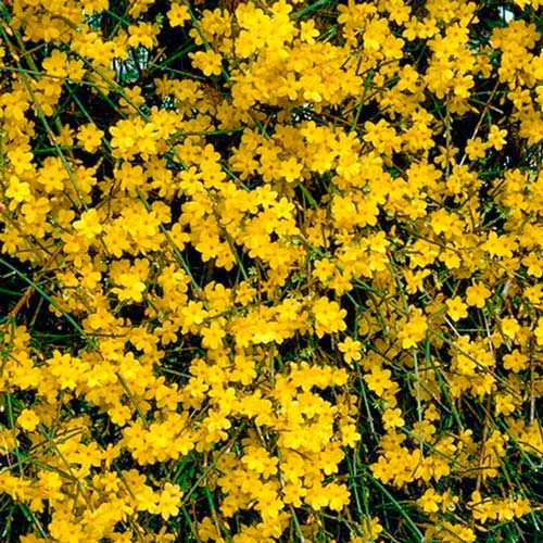 Forsycja karłowa Weber's Bronx interface.image 1 interface.art 9168