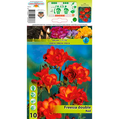 Frezja Double Red interface.art zdjęcie 1 Frezja Double Red interface.image 1 interface.art 76238