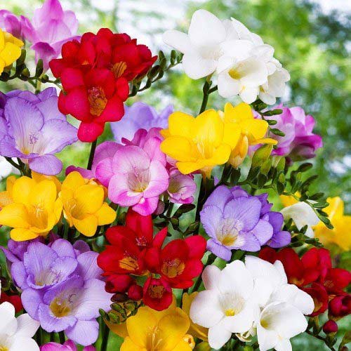 Frezja Double (pełna), mix kolorów interface.image 1 interface.art 67881