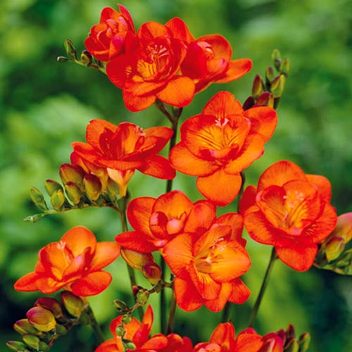 Frezja pomarańczowa interface.image 1 interface.art 67883