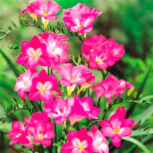 Frezja różowa interface.image 1 interface.art 67884