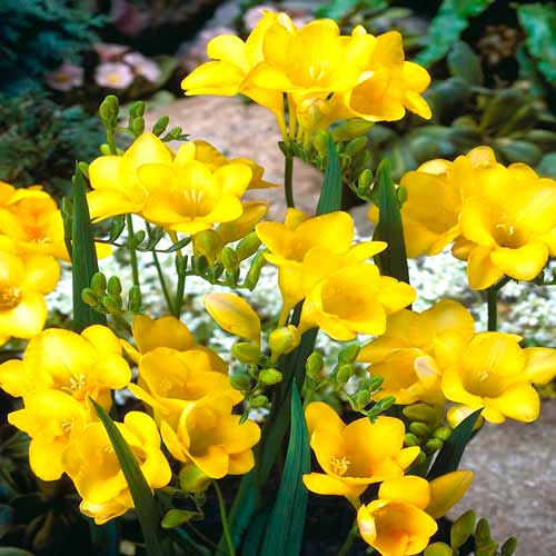 Frezja żółta interface.image 1 interface.art 67882