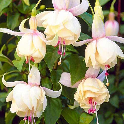 Fuksja (Fuchsia) Annabel interface.image 1 interface.art 76692