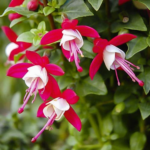 Fuksja (Fuchsia) Lay Tumb interface.image 1 interface.art 76694