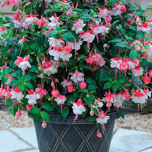 Fuksja (Fuchsia) Snowcap interface.image 1 interface.art 73031