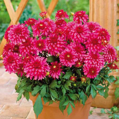 Dalia Cheeky Glow  interface.image 1 interface.art 3221