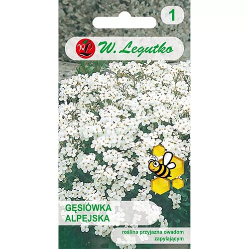 Gesiowka (Arabis) biala interface.art zdjęcie 1 Gesiowka (Arabis) biala interface.image 1 interface.art 87861