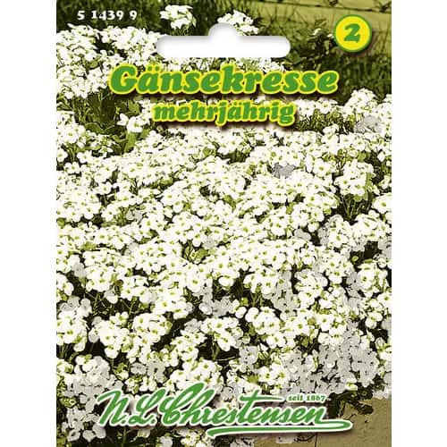 Gesiowka (Arabis) kaukaska interface.image 1 interface.art 96402