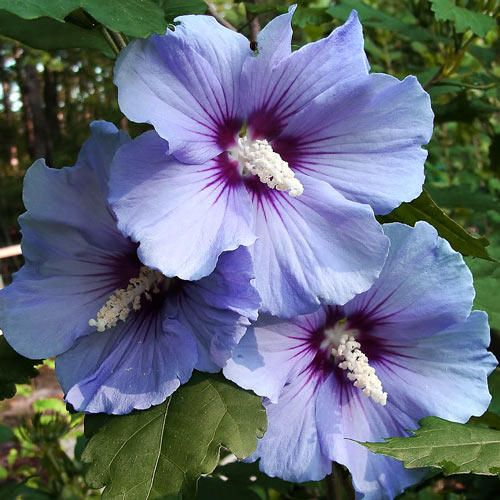 Hibiskus (Ketmia syryjska) Blue Satin interface.image 1 interface.art 9020