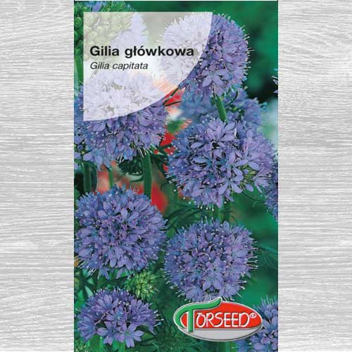 Gilia główkowa interface.art zdjęcie 1 Gilia główkowa interface.image 1 interface.art 77534