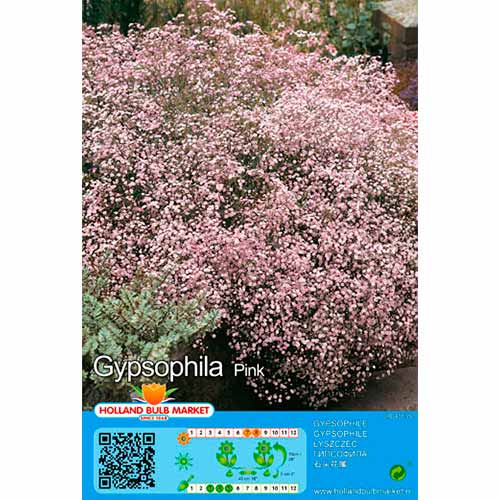 Gipsówka (Gypsophila) Pink interface.art zdjęcie 1 Gipsówka (Gypsophila) Pink interface.image 1 interface.art 76453