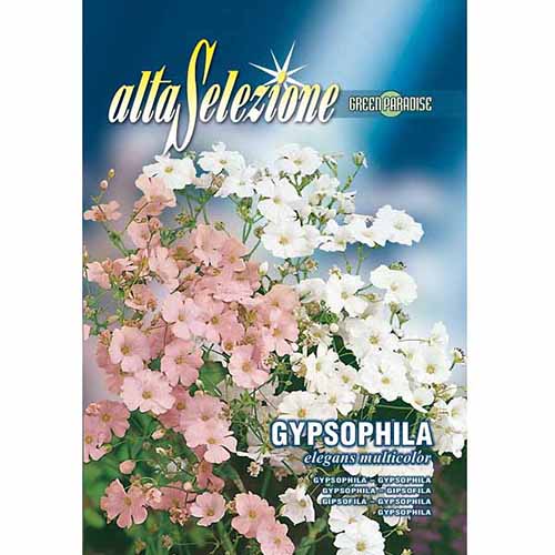 Gipsówka wytworna Eleganta, mieszanka kolorów Morami interface.image 1 interface.art 96335