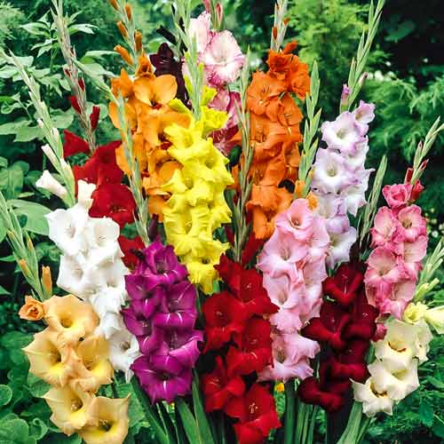 Gladiola (Mieczyk) Bambino, mix kolorów interface.image 1 interface.art 68279