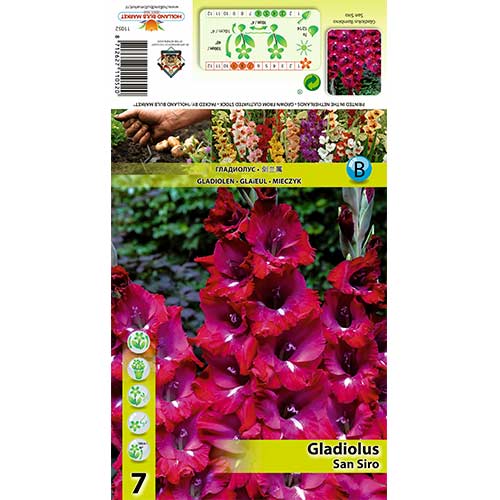 Gladiola (Mieczyk) San Siro interface.image 1 interface.art 70400