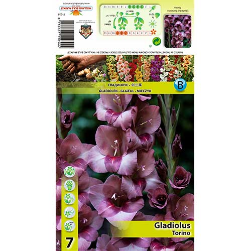 Gladiola (Mieczyk) Torino interface.image 1 interface.art 70404