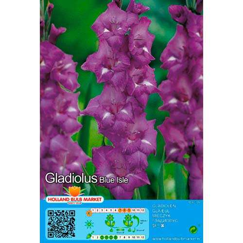 Gladiola (Mieczyk) Blue Isle interface.art zdjęcie 1 Gladiola (Mieczyk) Blue Isle interface.image 1 interface.art 76439
