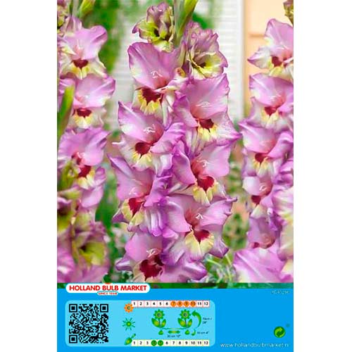 Gladiola (Mieczyk) Bono's Memory interface.image 1 interface.art 76440