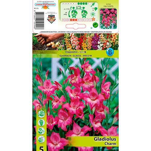 Gladiola (Mieczyk) Charm interface.image 1 interface.art 76330